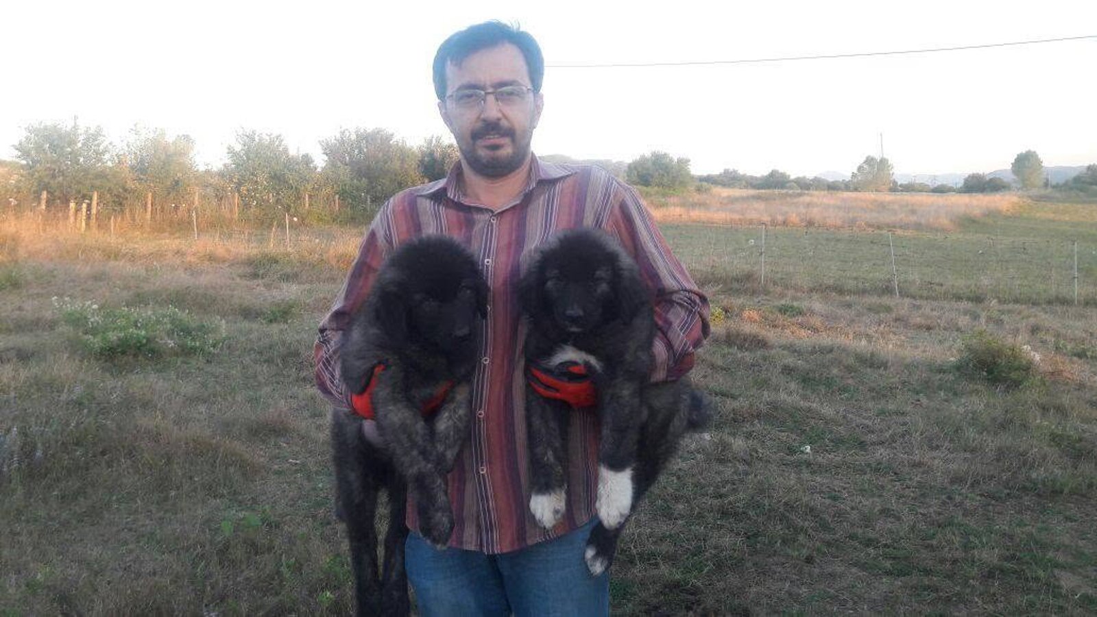 Çoban köpeği yavrularıyla